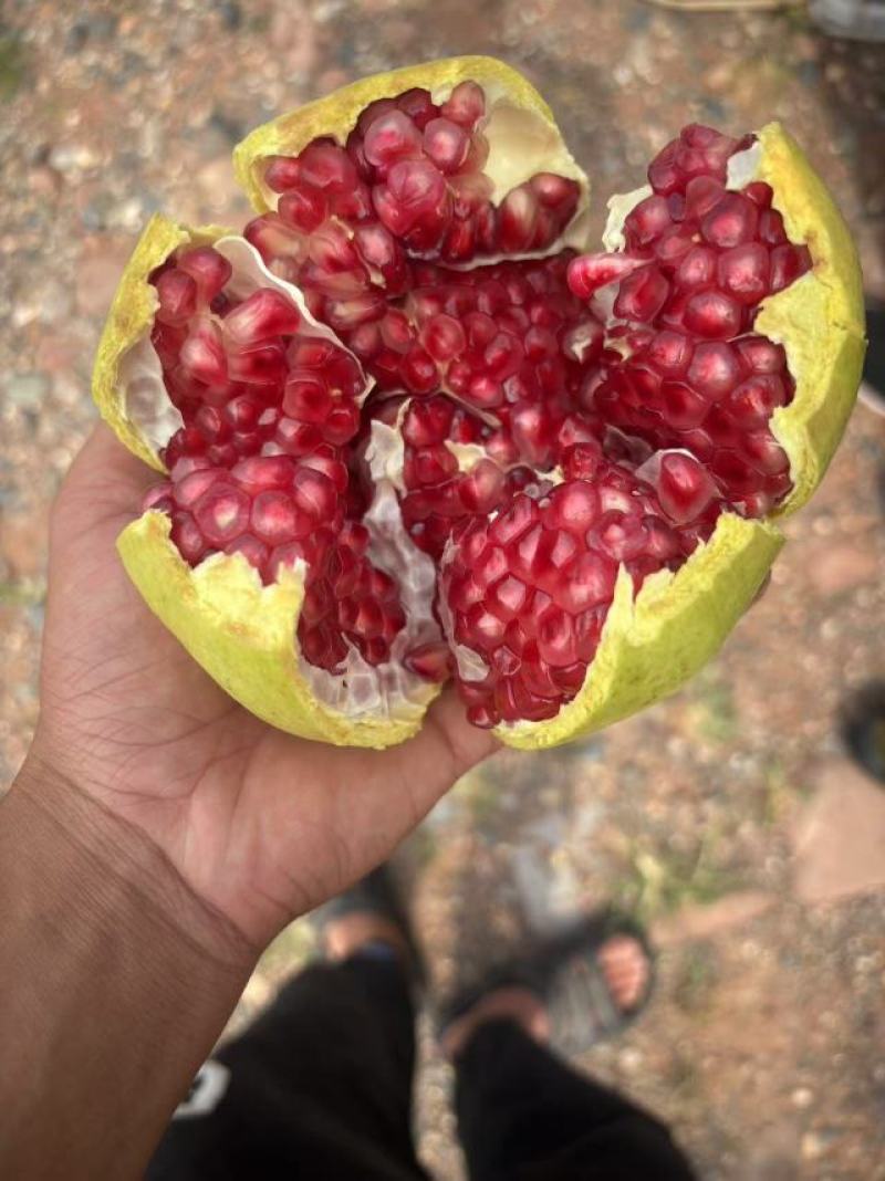 突尼斯软籽石榴