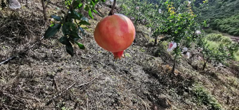 突尼斯软籽石榴