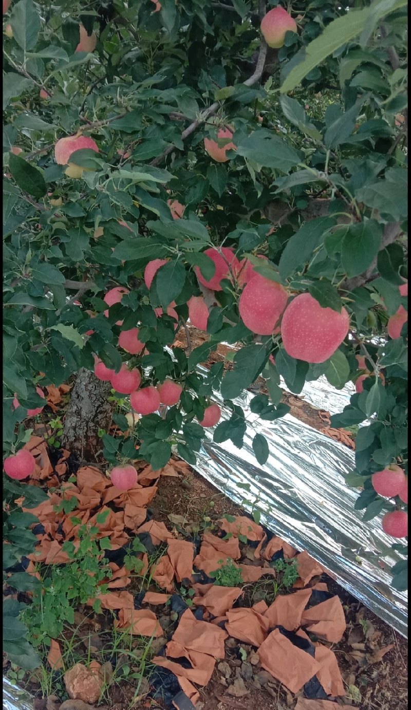 噶啦苹果，原产地