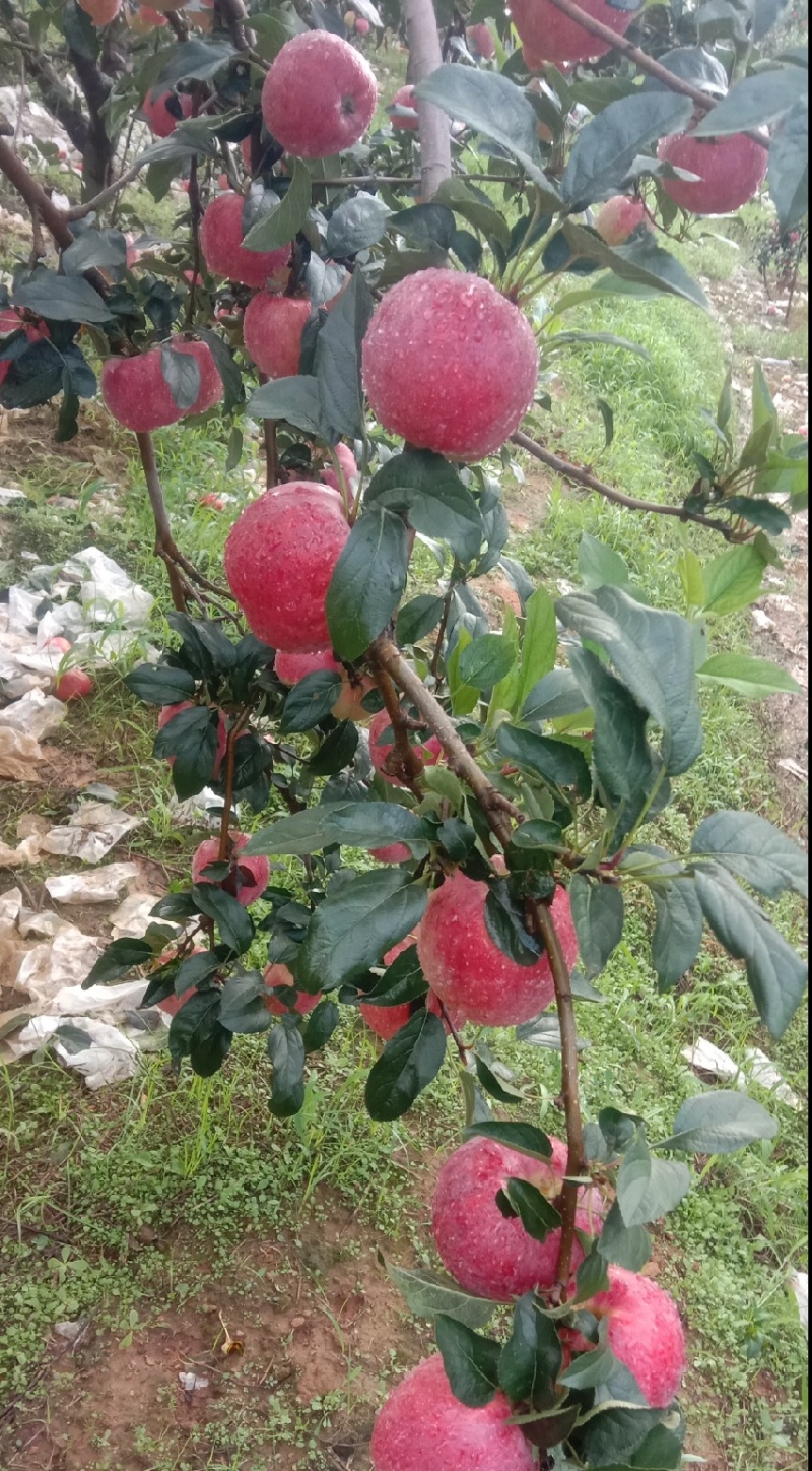 噶啦苹果，原产地