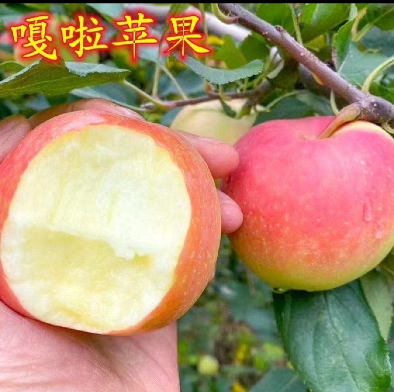 噶啦苹果，原产地