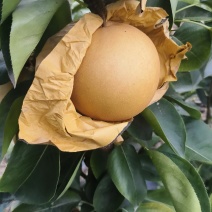 新华梨