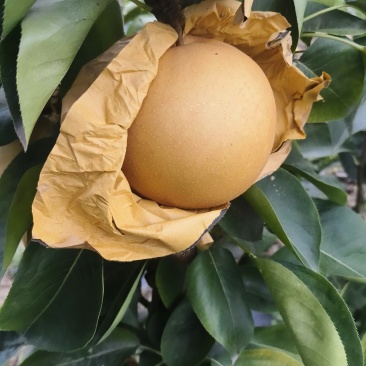 新华梨