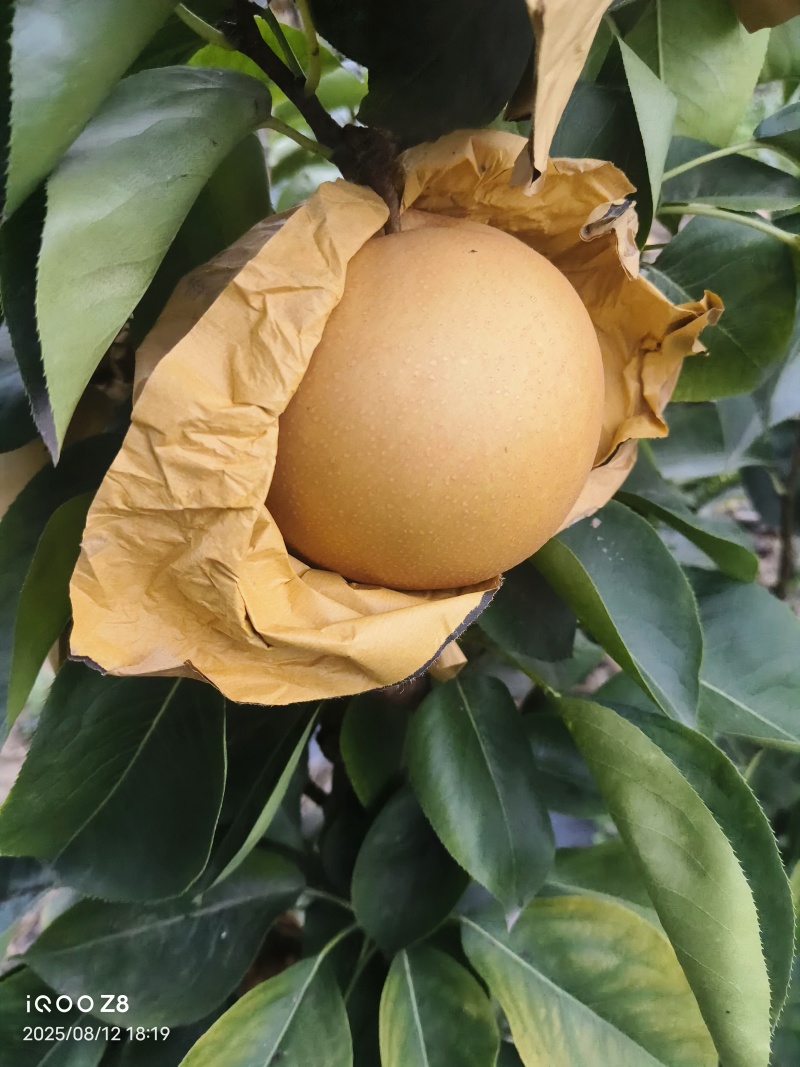 新华梨