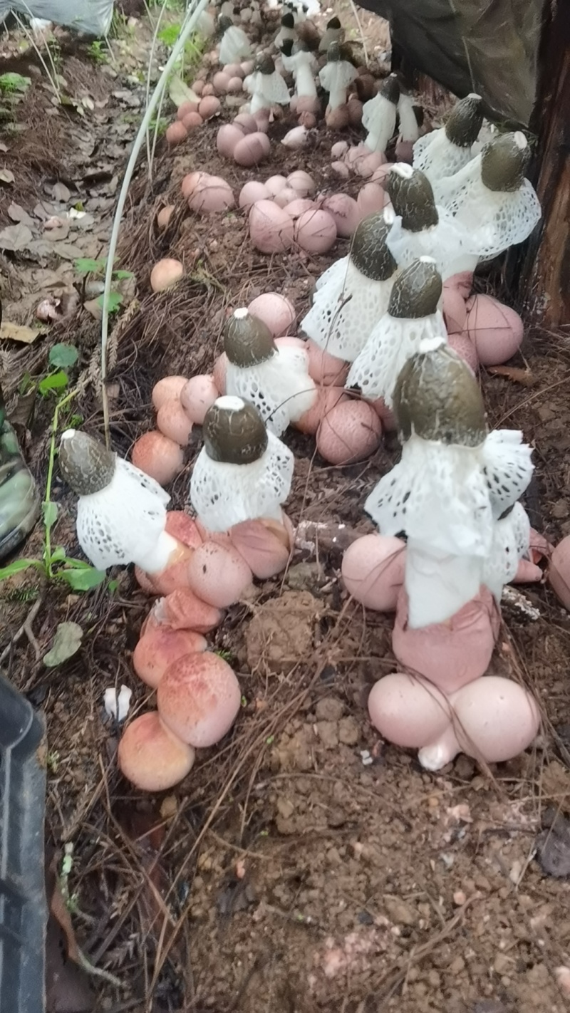 林下红坨竹荪
