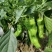 芜湖椒、八号线椒、小皱皮