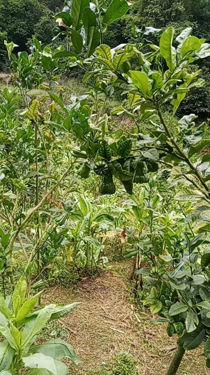 佛手果