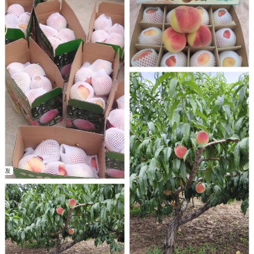 兰州白凤桃