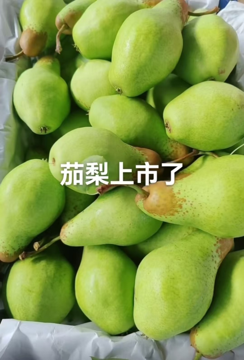 茄梨产地大量上市！