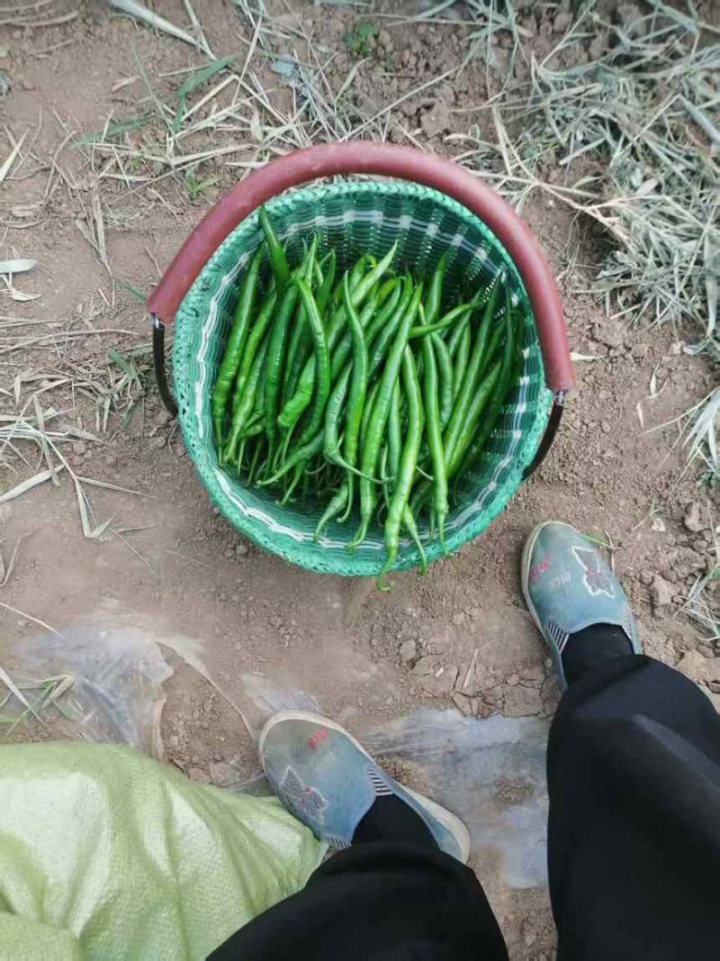 二荆条