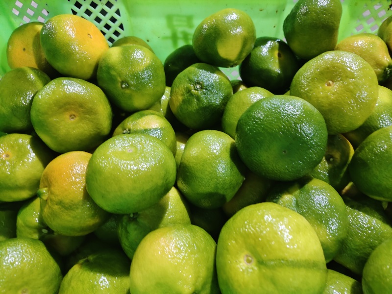 柑橘