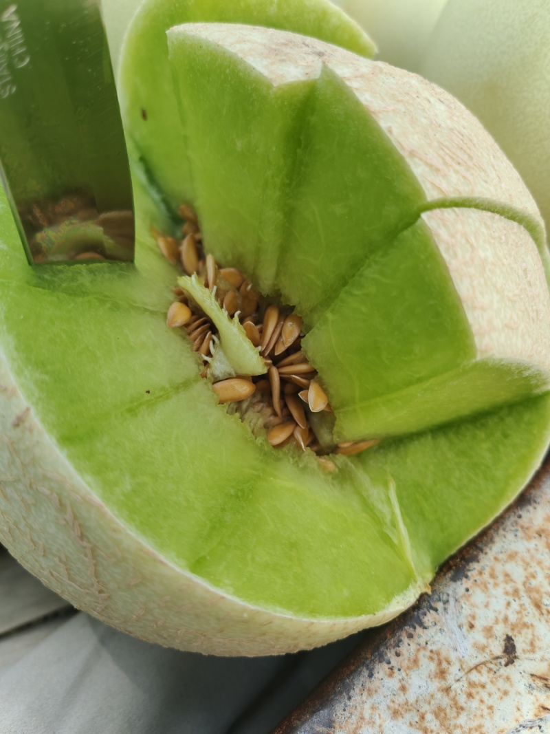 甘肃哈蜜瓜