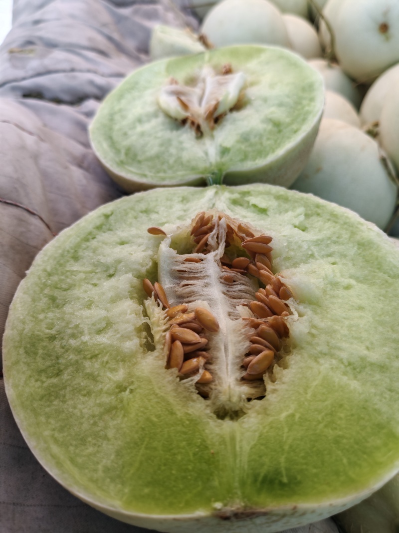 甘肃哈蜜瓜