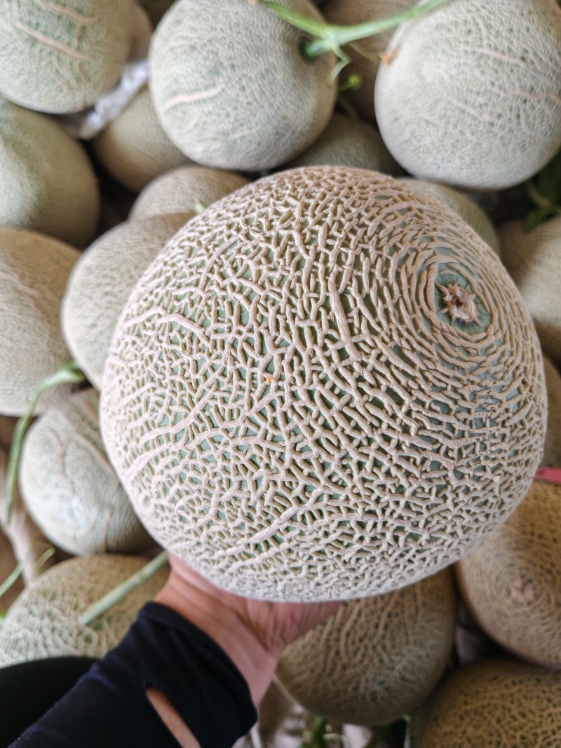 甘肃哈蜜瓜