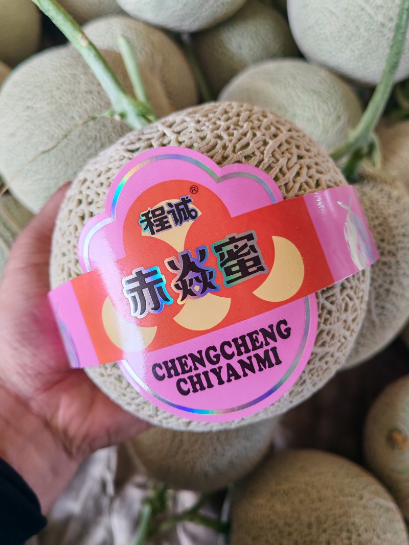 甘肃哈蜜瓜