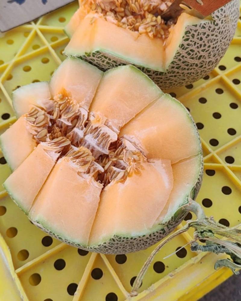 甘肃哈蜜瓜