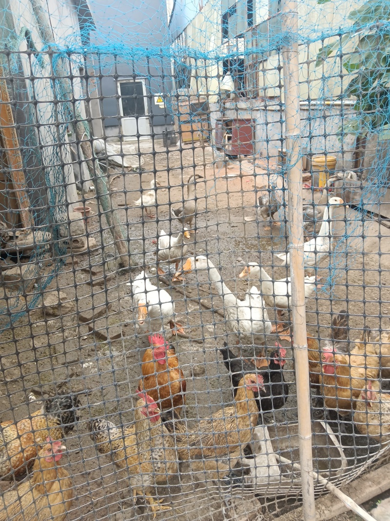 卖自家养的大鹅