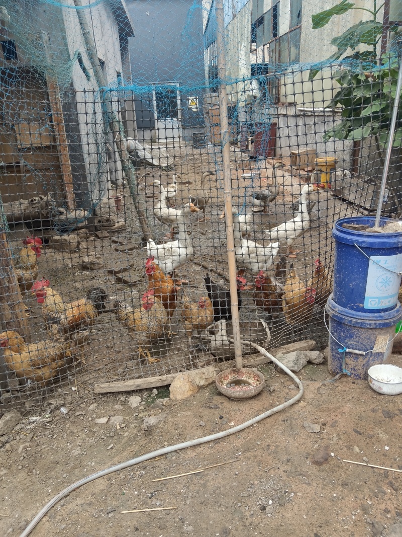 卖自家养的大鹅