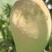 芒果大台农