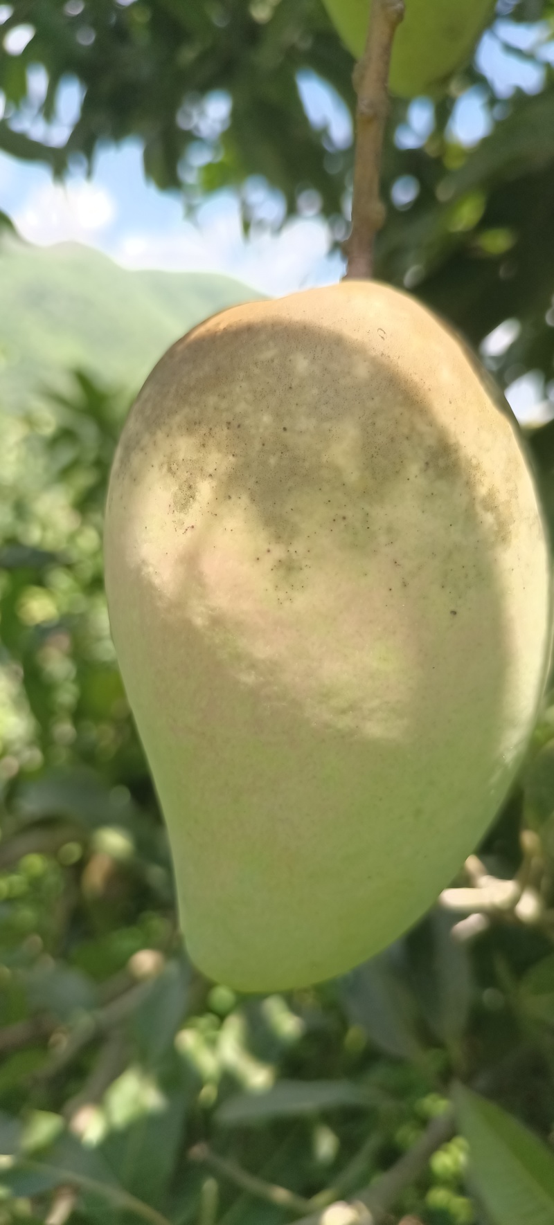芒果大台农