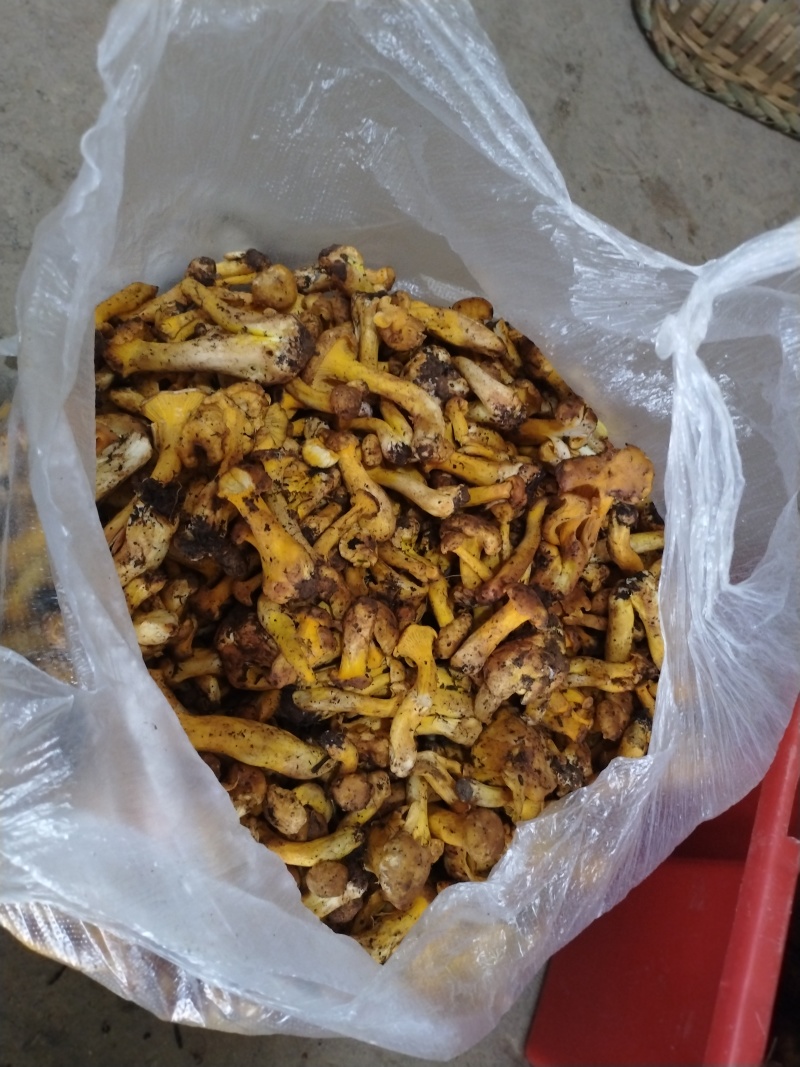 香格里拉野生鸡油菌