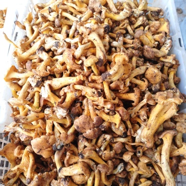 香格里拉野生鸡油菌