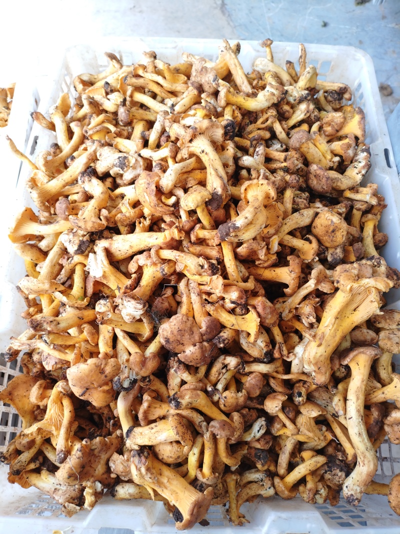 香格里拉野生鸡油菌