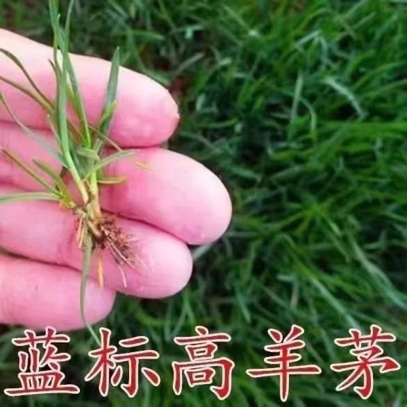 进口蓝标高羊茅草坪种子耐寒耐旱耐踏四季青护坡公园小区绿化草籽