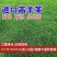 进口蓝标高羊茅草坪种子耐寒耐旱耐踏四季青护坡公园小区绿化草籽