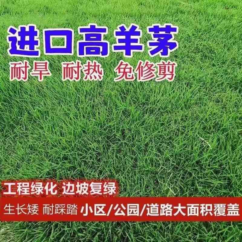 进口蓝标高羊茅草坪种子耐寒耐旱耐踏四季青护坡公园小区绿化草籽