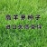 进口蓝标高羊茅草坪种子耐寒耐旱耐踏四季青护坡公园小区绿化草籽