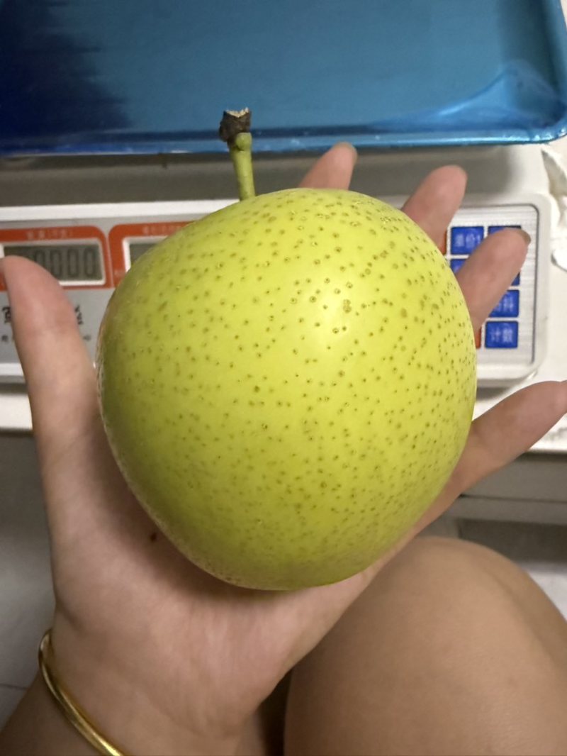 河北皇冠梨