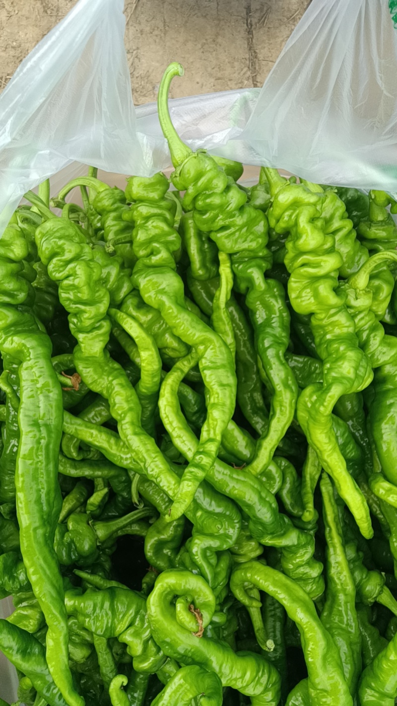 鲜辣椒