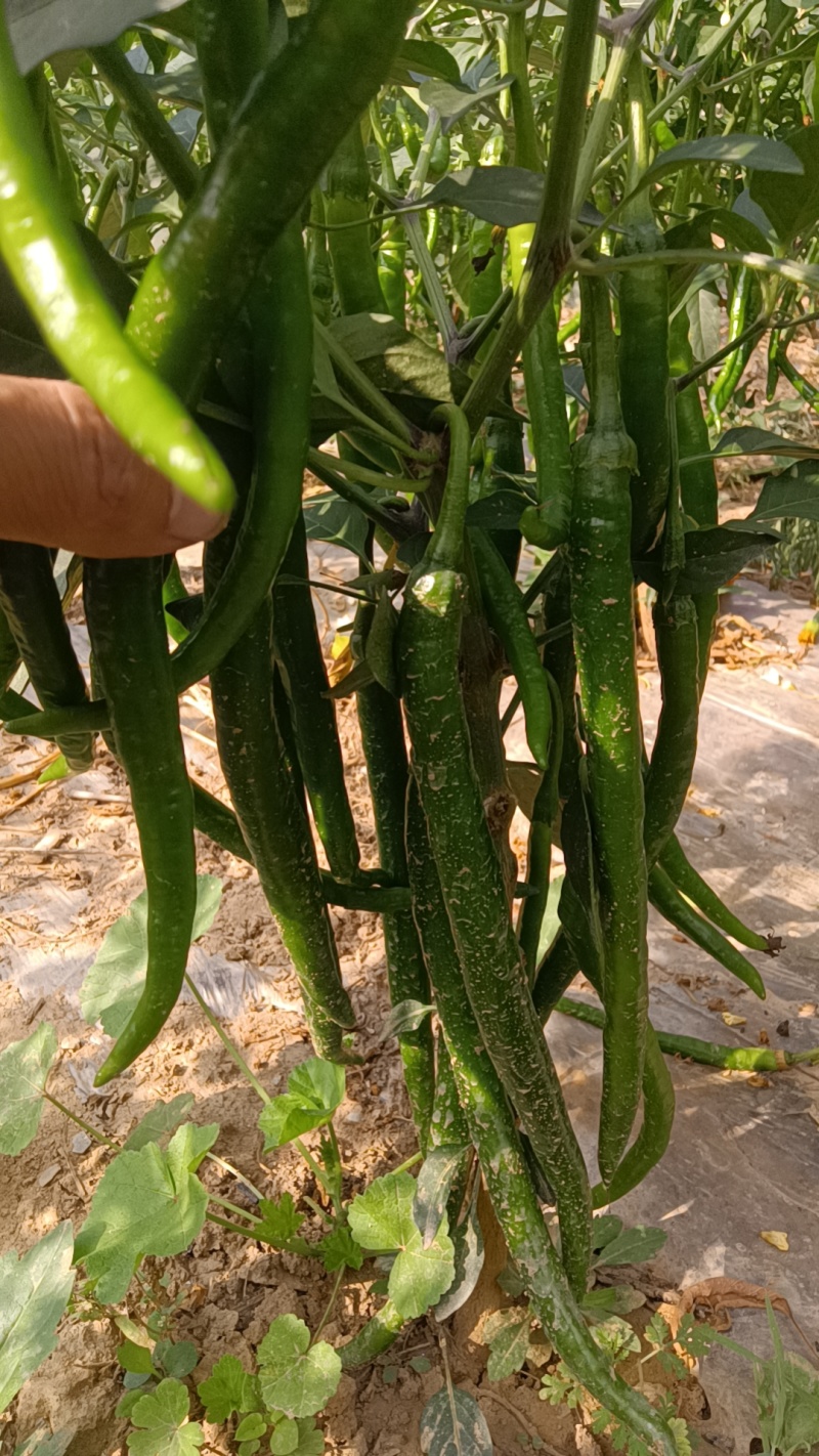 鲜辣椒