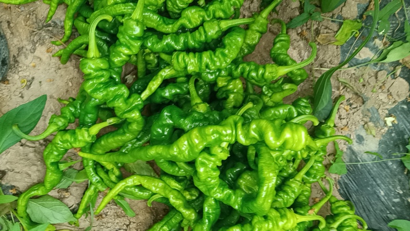 鲜辣椒