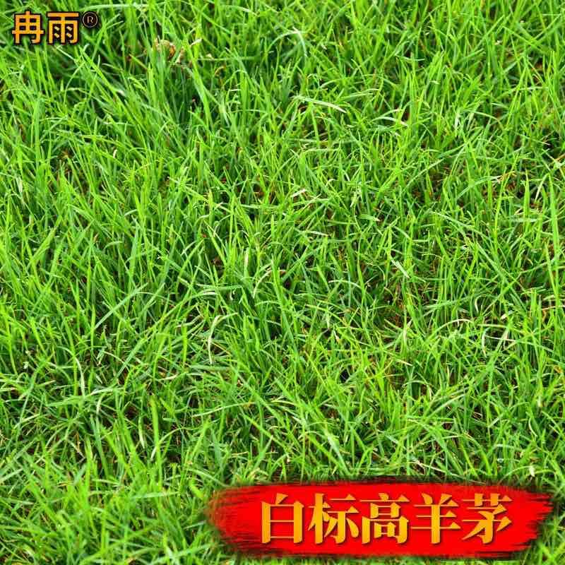 白标高羊茅种子耐寒耐旱园林绿化观赏绿期长常青草坪苇状羊茅草籽