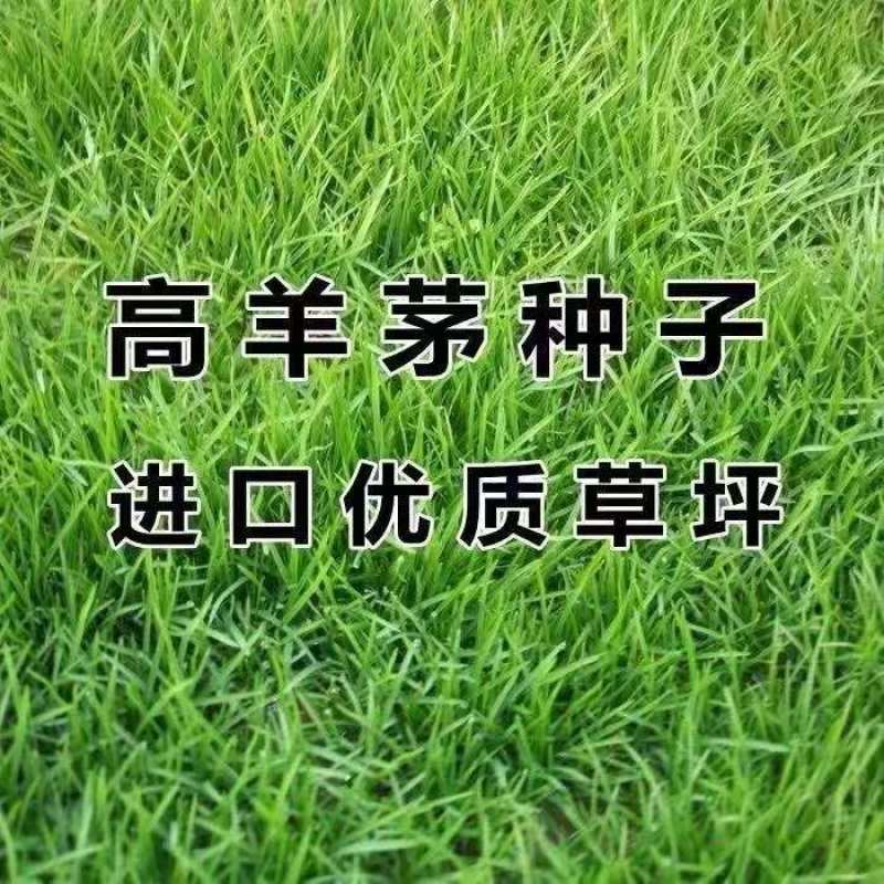 白标高羊茅种子耐寒耐旱园林绿化观赏绿期长常青草坪苇状羊茅草籽