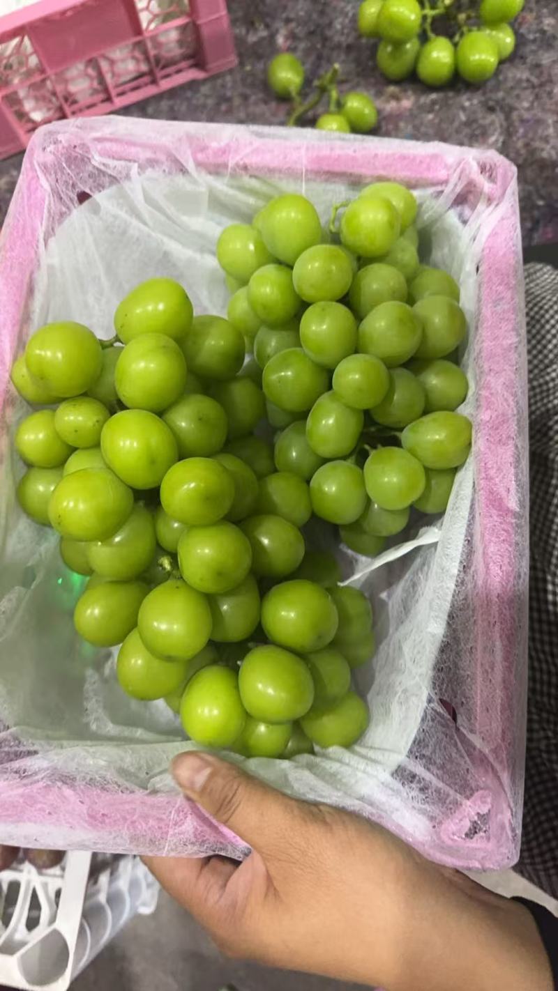 西昌阳光玫瑰