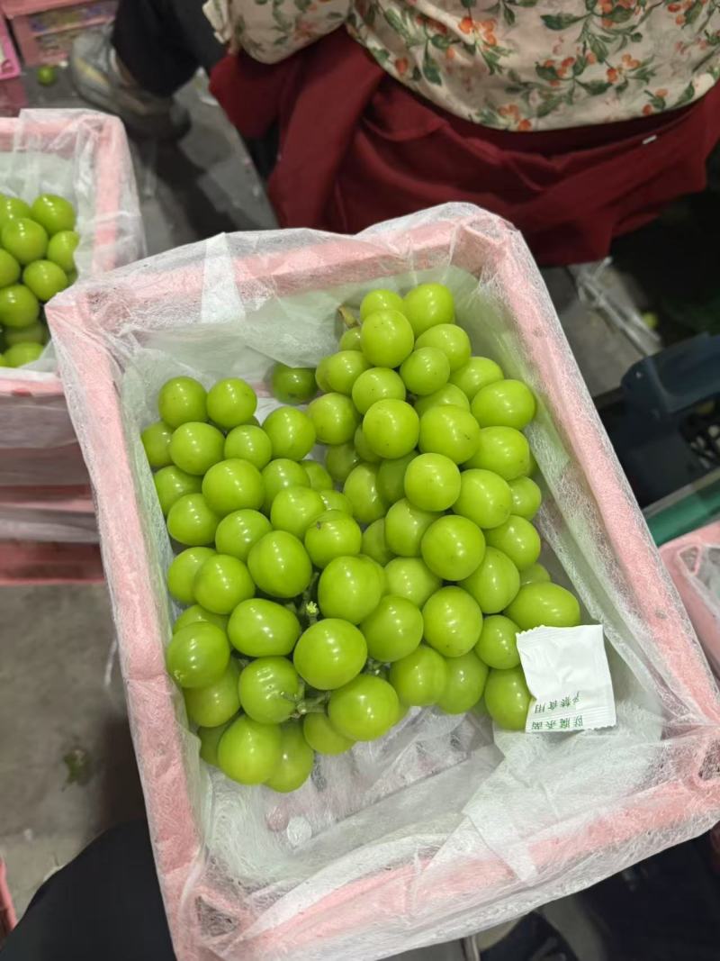 西昌阳光玫瑰