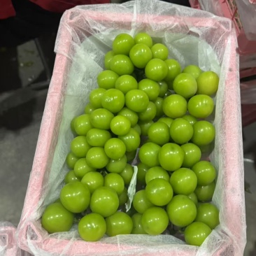 西昌阳光玫瑰