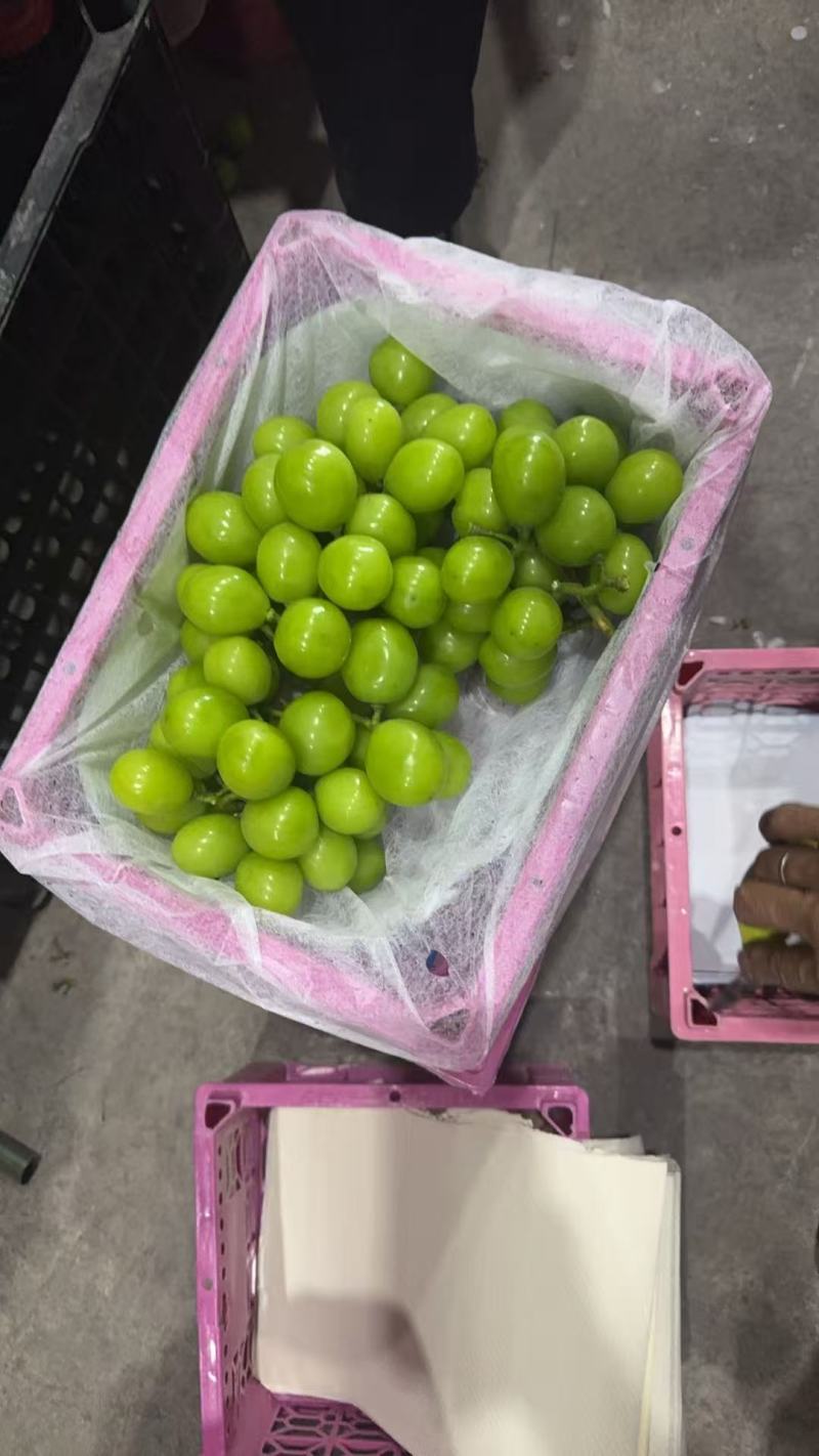 西昌阳光玫瑰