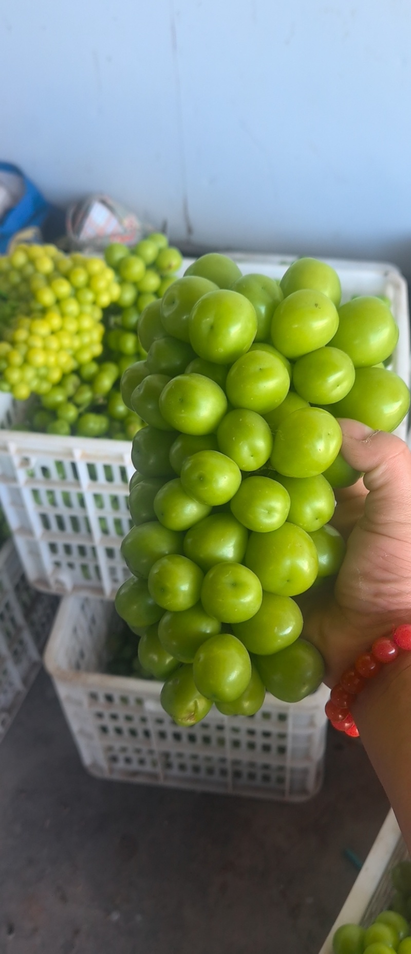 西昌阳光玫瑰
