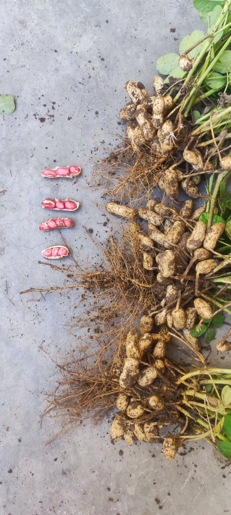 陕西红皮鲜花生