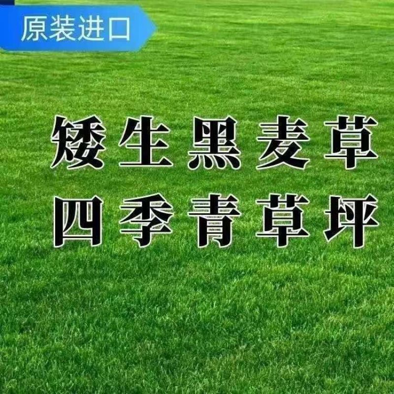 蓝标多年生黑麦草草坪种子四季种植护坡草籽耐寒进口草籽绿化种子