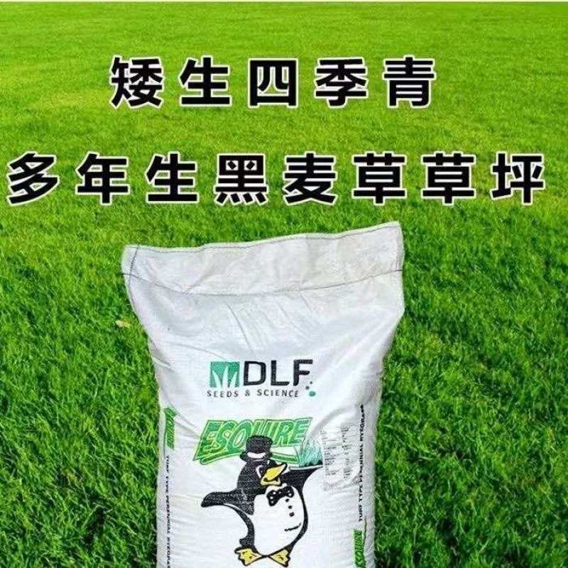 蓝标多年生黑麦草草坪种子四季种植护坡草籽耐寒进口草籽绿化种子
