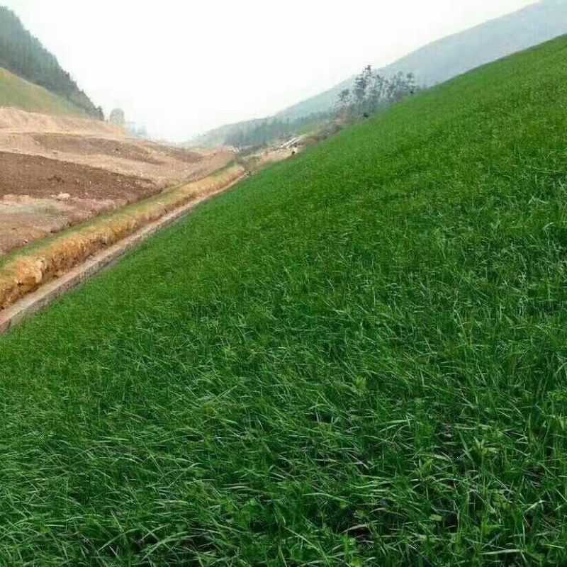 黑麦草草籽护坡进口蓝标多年生草坪种子耐寒四季常青庭院绿化修剪