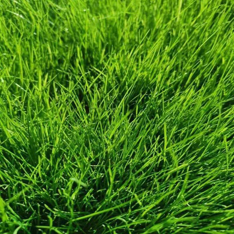 黑麦草草籽护坡进口蓝标多年生草坪种子耐寒四季常青庭院绿化修剪