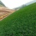 黑麦草草籽护坡进口蓝标多年生草坪种子耐寒四季常青庭院绿化修剪