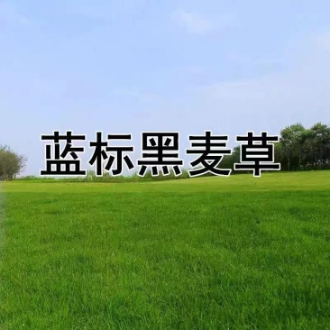 黑麦草草籽护坡进口蓝标多年生草坪种子耐寒四季常青庭院绿化修剪