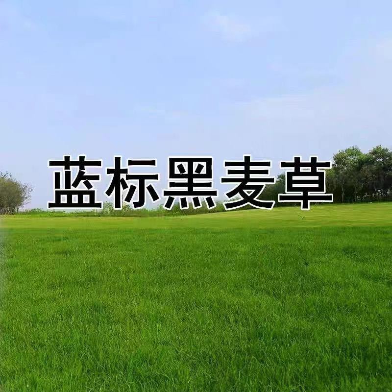 黑麦草草籽护坡进口蓝标多年生草坪种子耐寒四季常青庭院绿化修剪